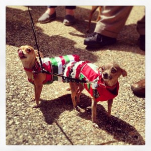 Lola and Delores stole the show.  Their owner hand sewed these costumes himself.